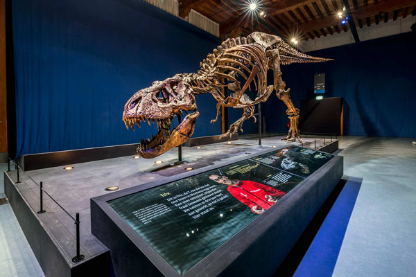 T-rex in Town